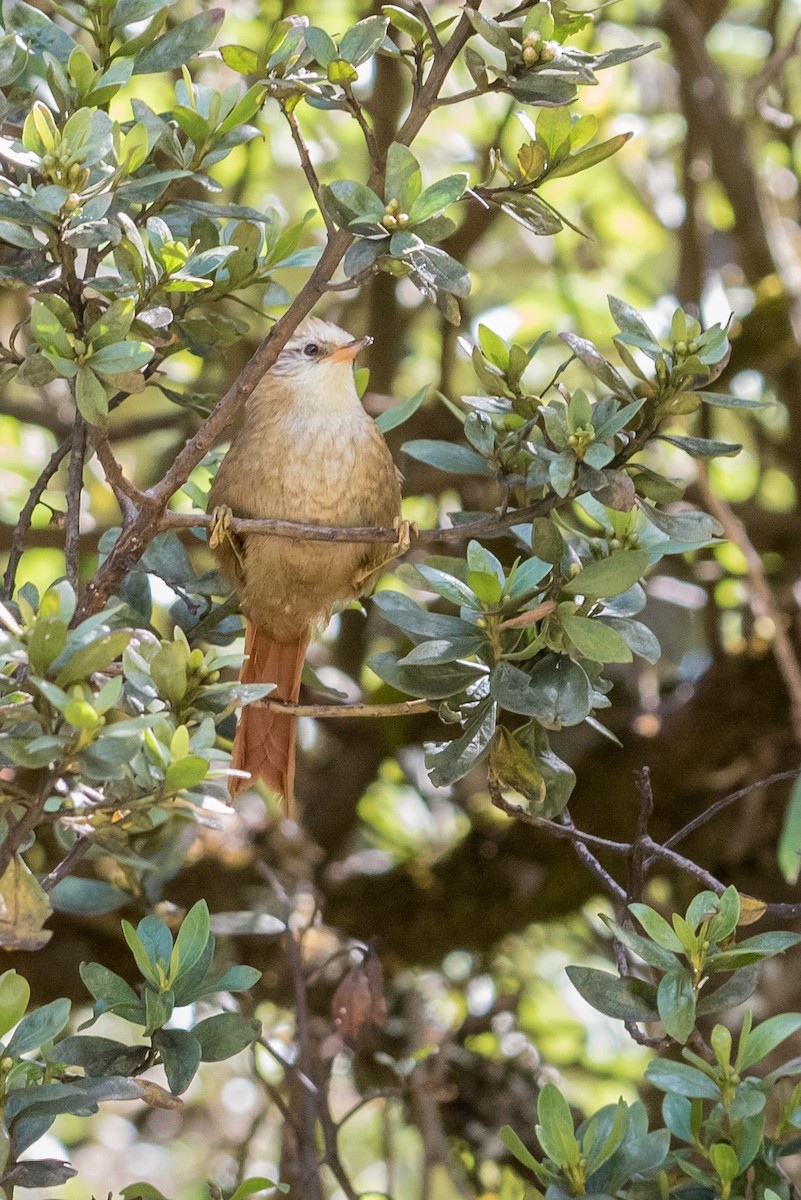 Creamy-crested Spinetail - Layton Rikkers