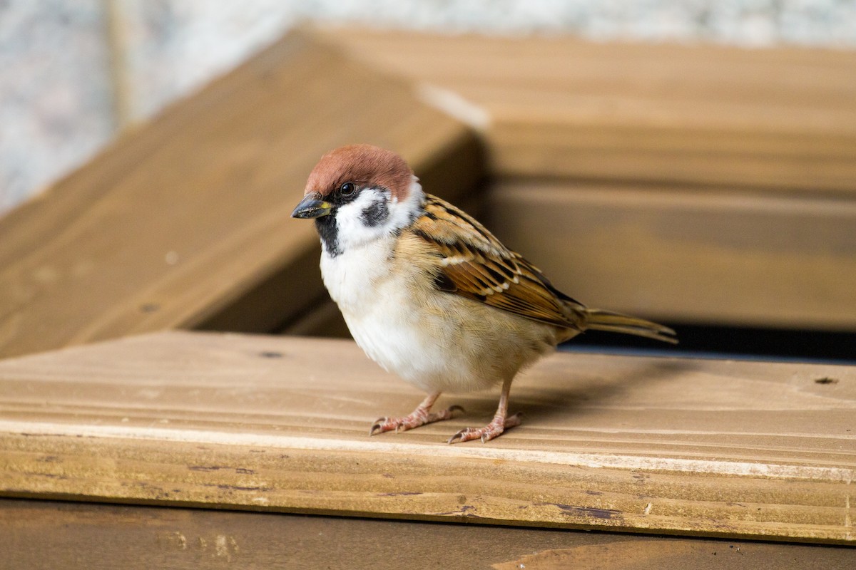 Eurasian Tree Sparrow - Beko Binder