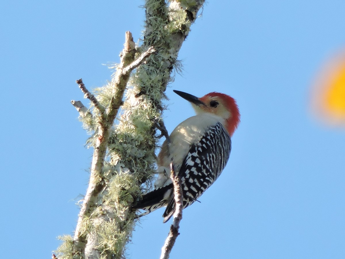 Red-bellied Woodpecker - Kathy Rhodes