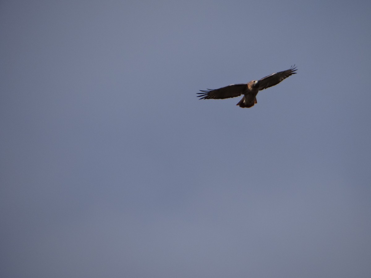 Red-tailed Hawk - ML187007631
