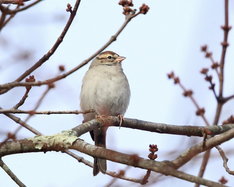Chipping Sparrow - ML187017821