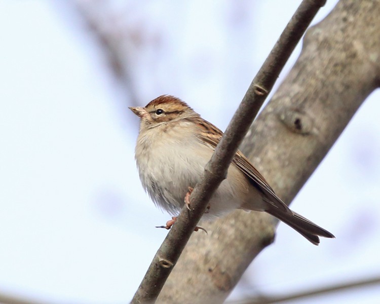 Chipping Sparrow - ML187017841