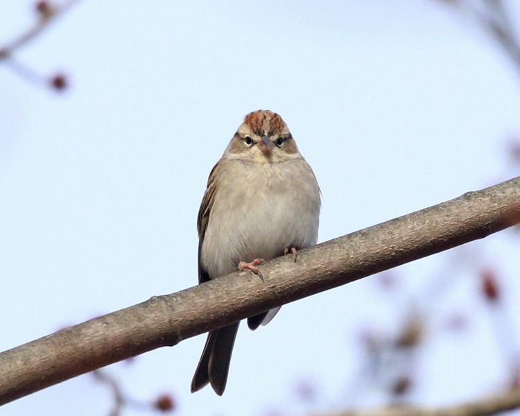Chipping Sparrow - ML187017851