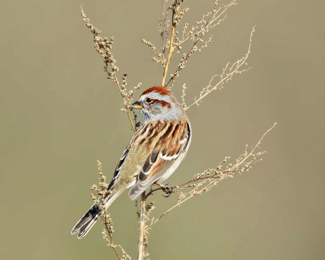 American Tree Sparrow - ML187017931