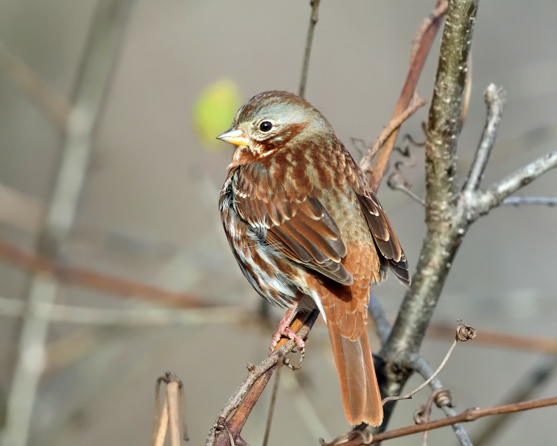 Fox Sparrow (Red) - ML187018061