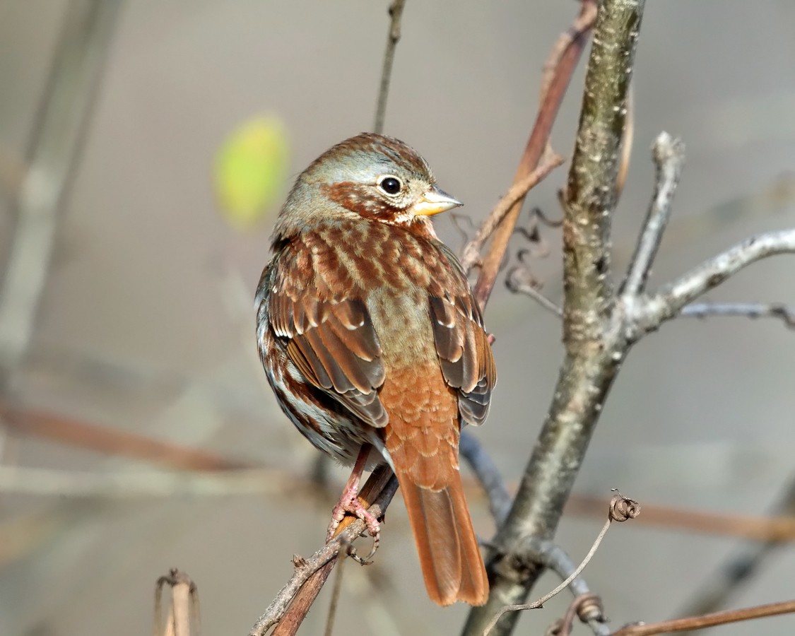 Fox Sparrow (Red) - ML187018071