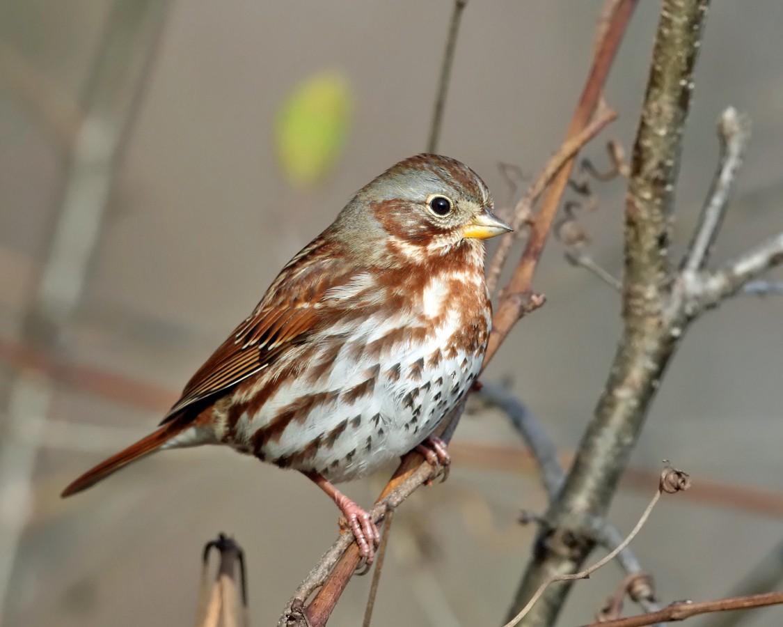 Fox Sparrow (Red) - ML187018111