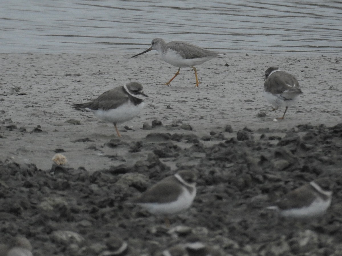 Common Ringed Plover - ML187019411