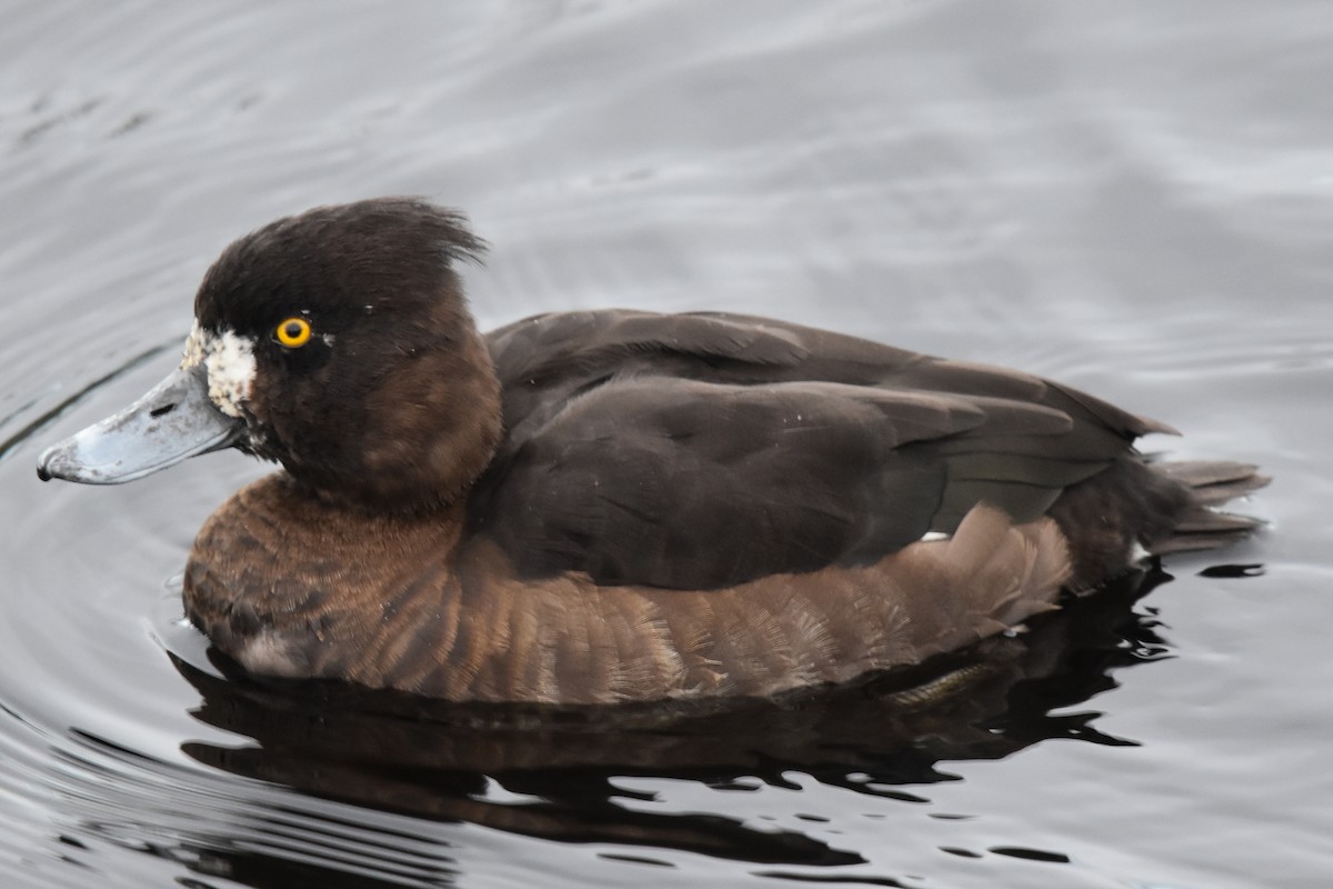 Tufted Duck - ML187019471