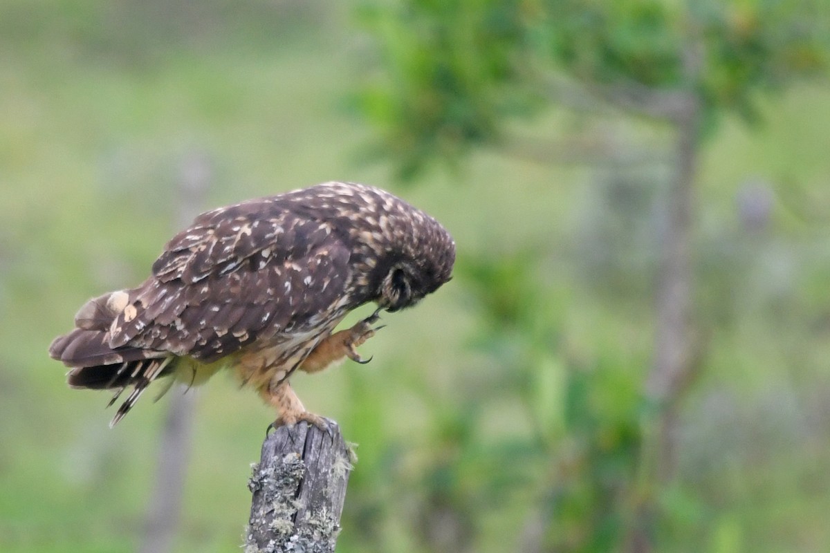 Short-eared Owl - ML187019951