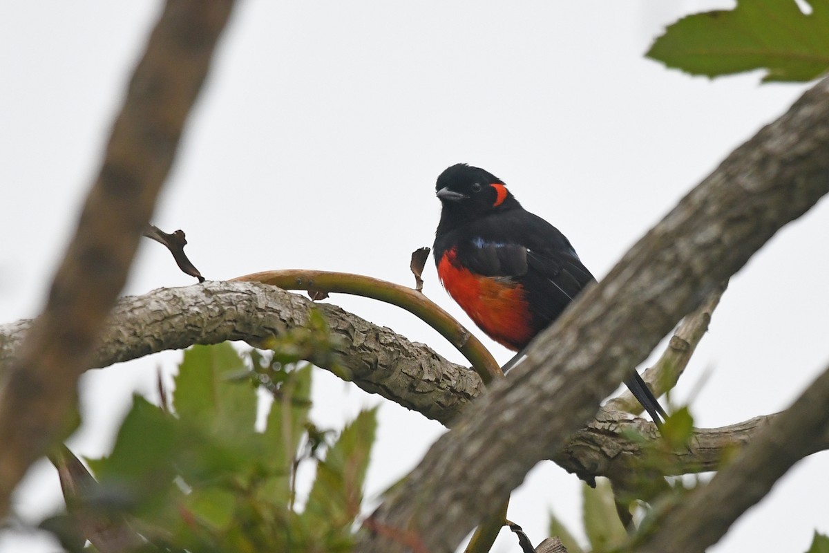 Scarlet-bellied Mountain Tanager - ML187021351