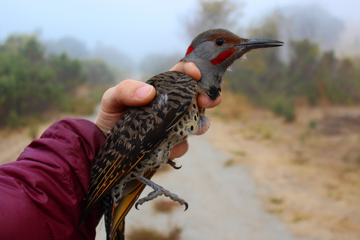 Northern Flicker (Yellow-shafted x Red-shafted) - ML187022311