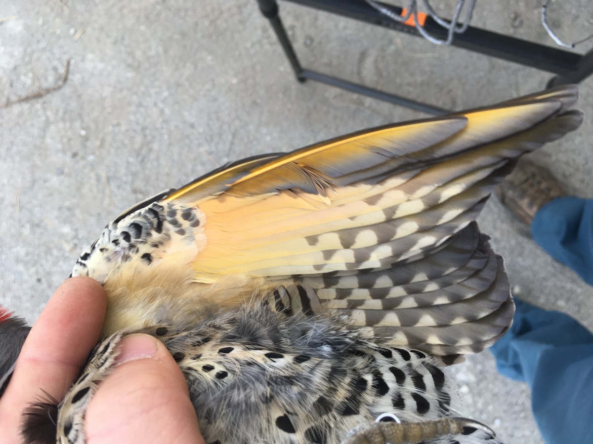 Northern Flicker (Yellow-shafted x Red-shafted) - ML187022961