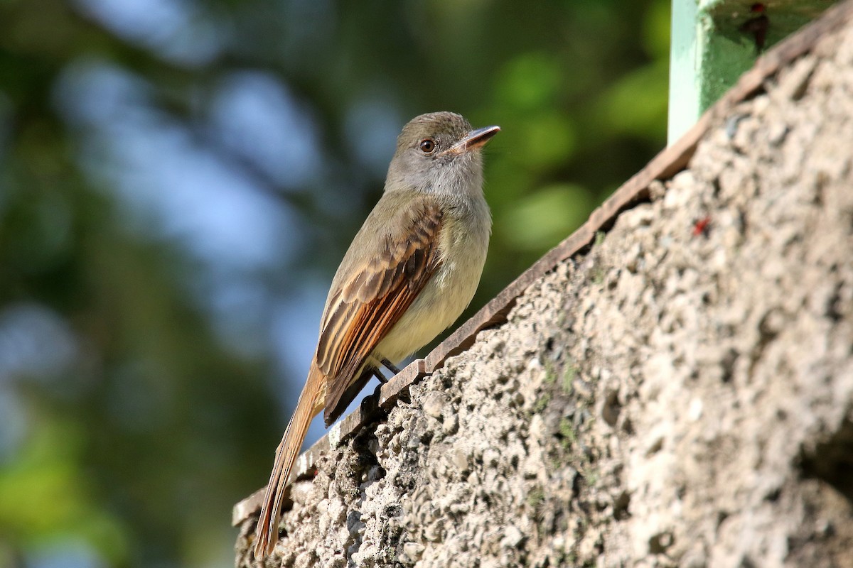 Rufous-tailed Flycatcher - ML187025511