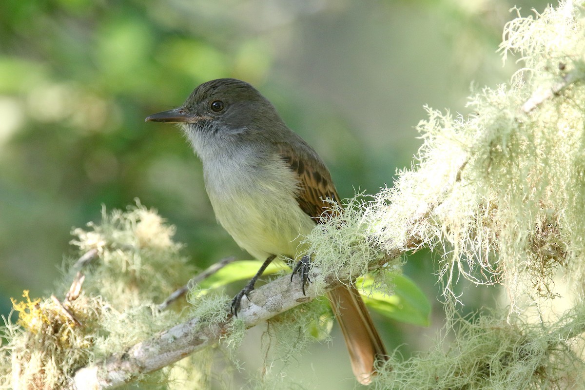 Rufous-tailed Flycatcher - ML187025551