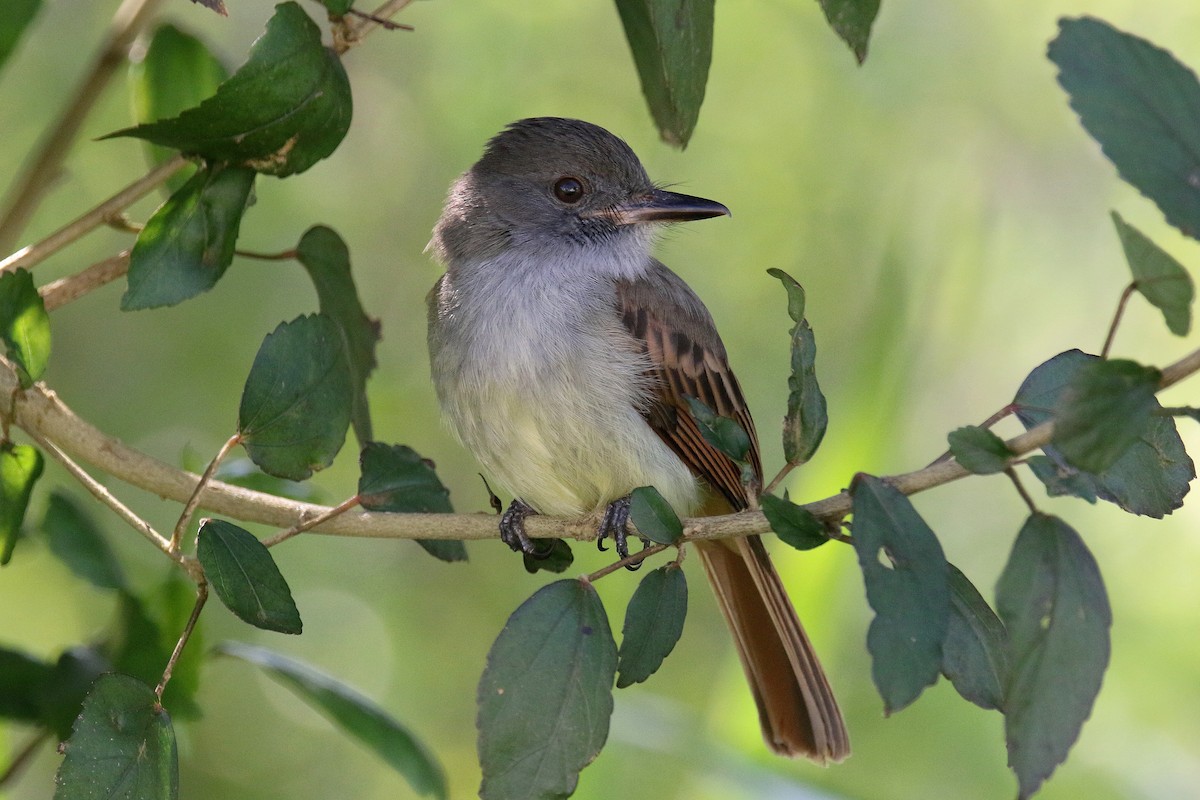 Rufous-tailed Flycatcher - ML187026231