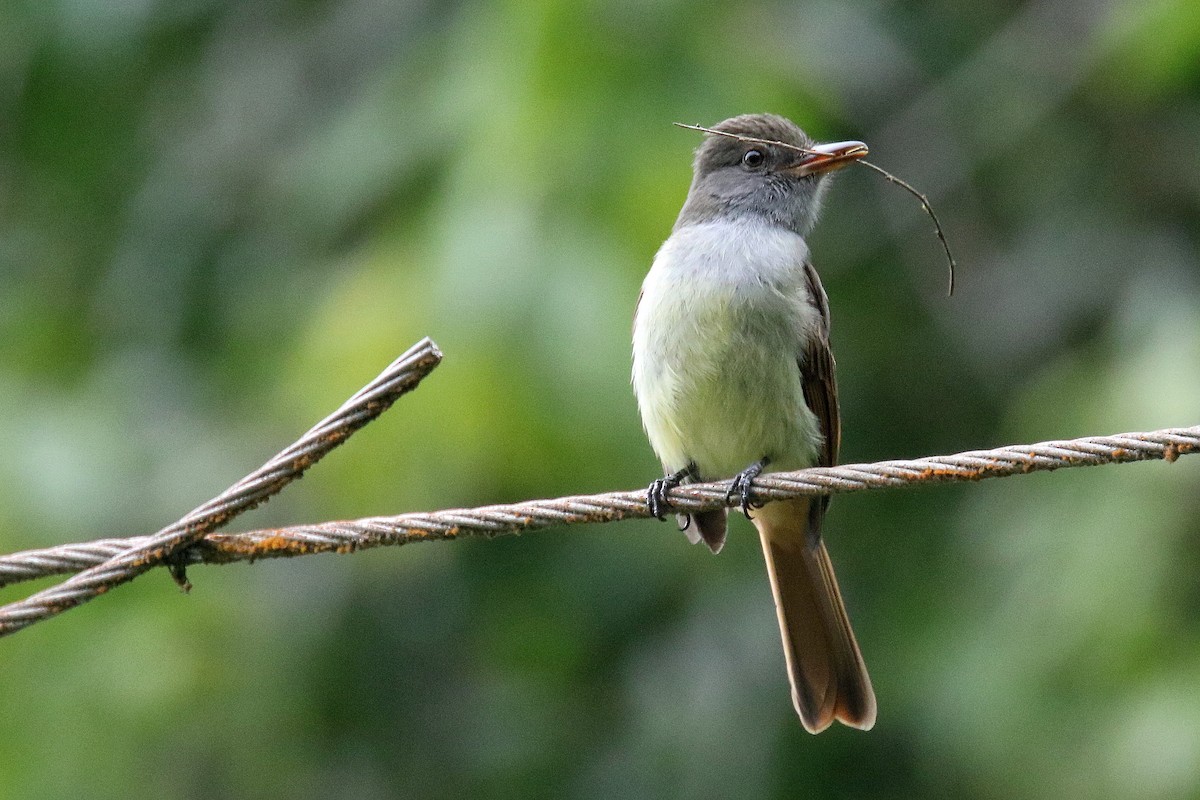 Rufous-tailed Flycatcher - ML187027951