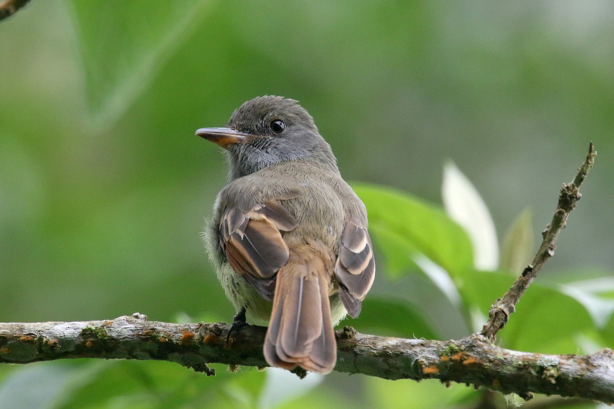 Rufous-tailed Flycatcher - ML187028001