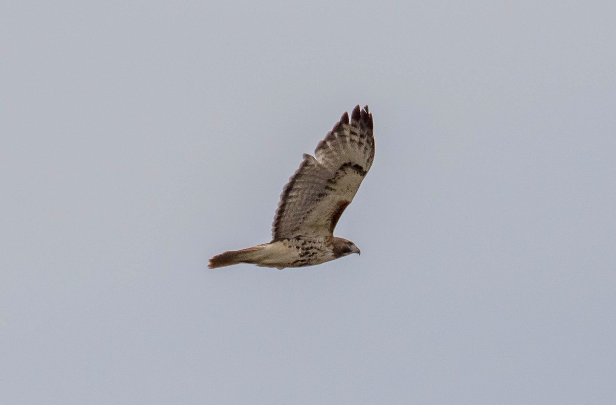 Red-tailed Hawk - ML187029451