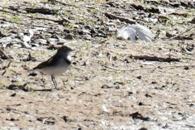 White-fronted Chat - ML187032301