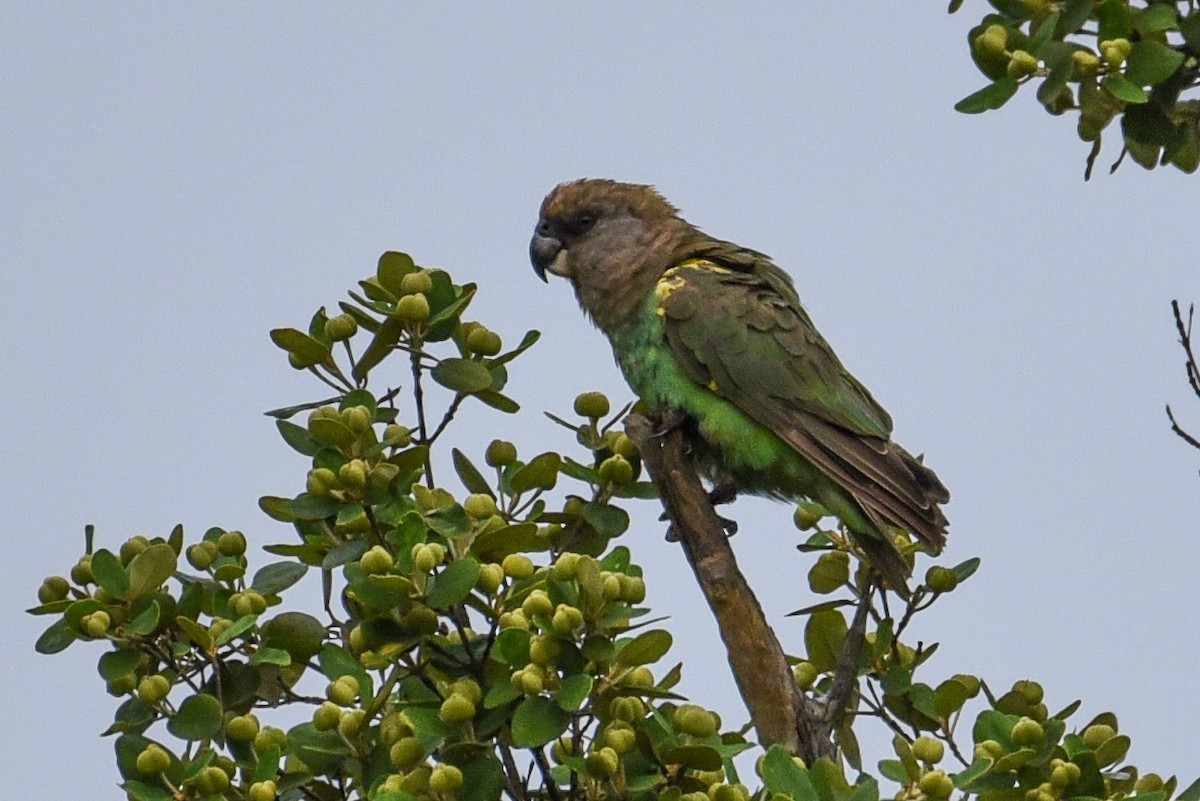 Brown-headed Parrot - ML187034361