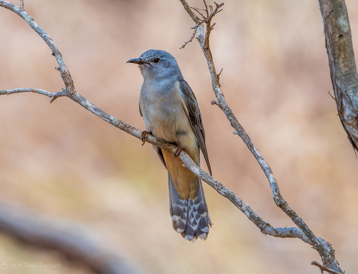 Brush Cuckoo - Fred Forssell