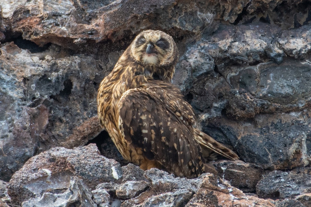 Short-eared Owl - ML187038761