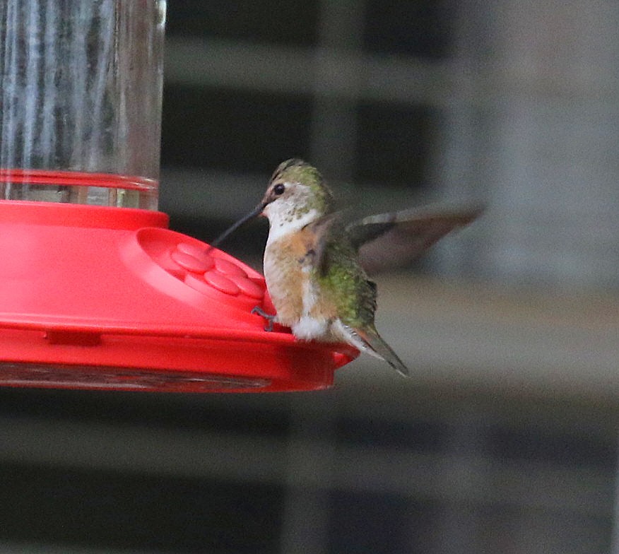 Rufous Hummingbird - ML187039611