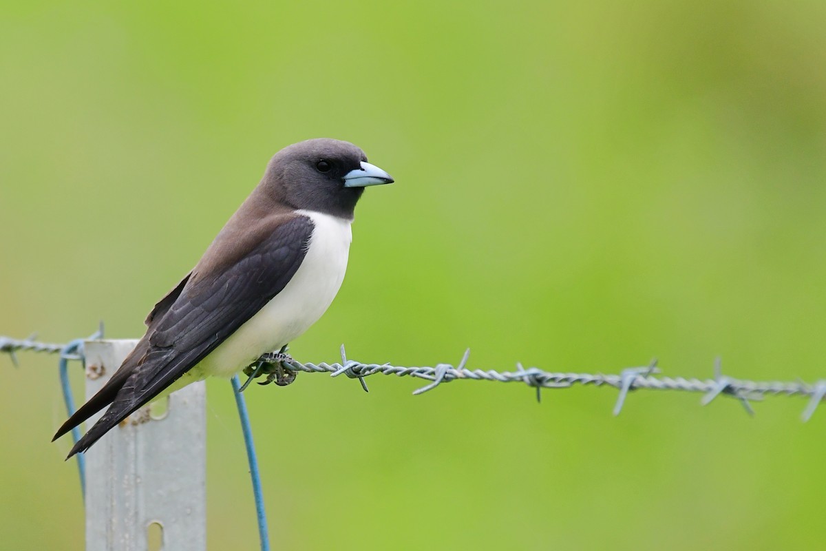 White-breasted Woodswallow - Tristan Herwood
