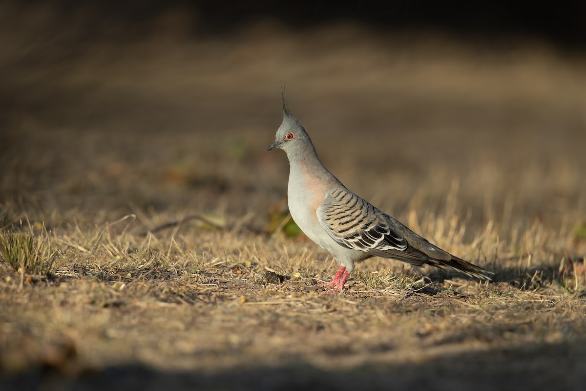 Crested Pigeon - ML187043971