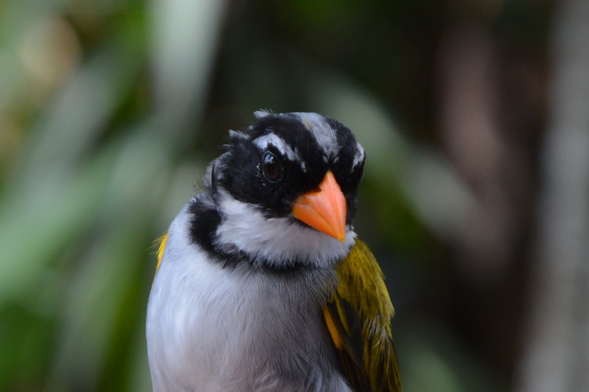 Orange-billed Sparrow - ML187044141