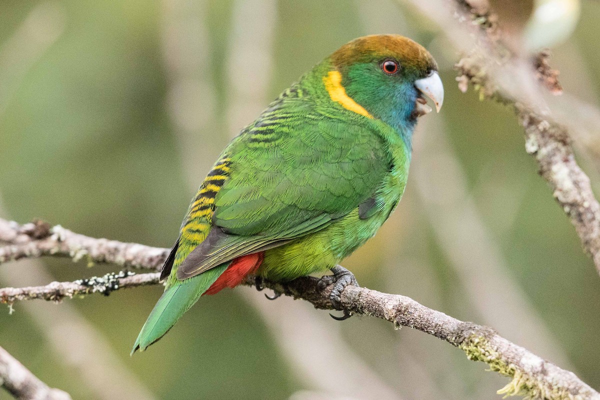 Painted Tiger-Parrot - ML187044931