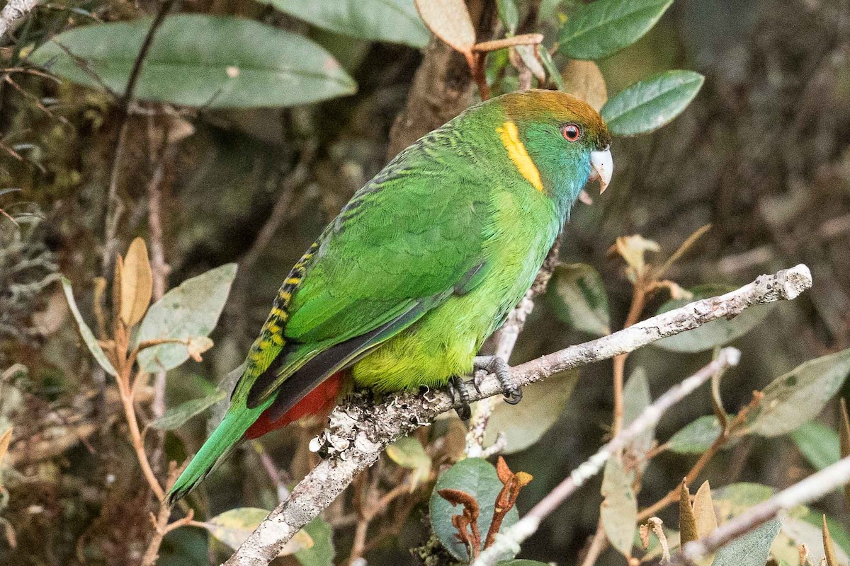 Painted Tiger-Parrot - ML187045491