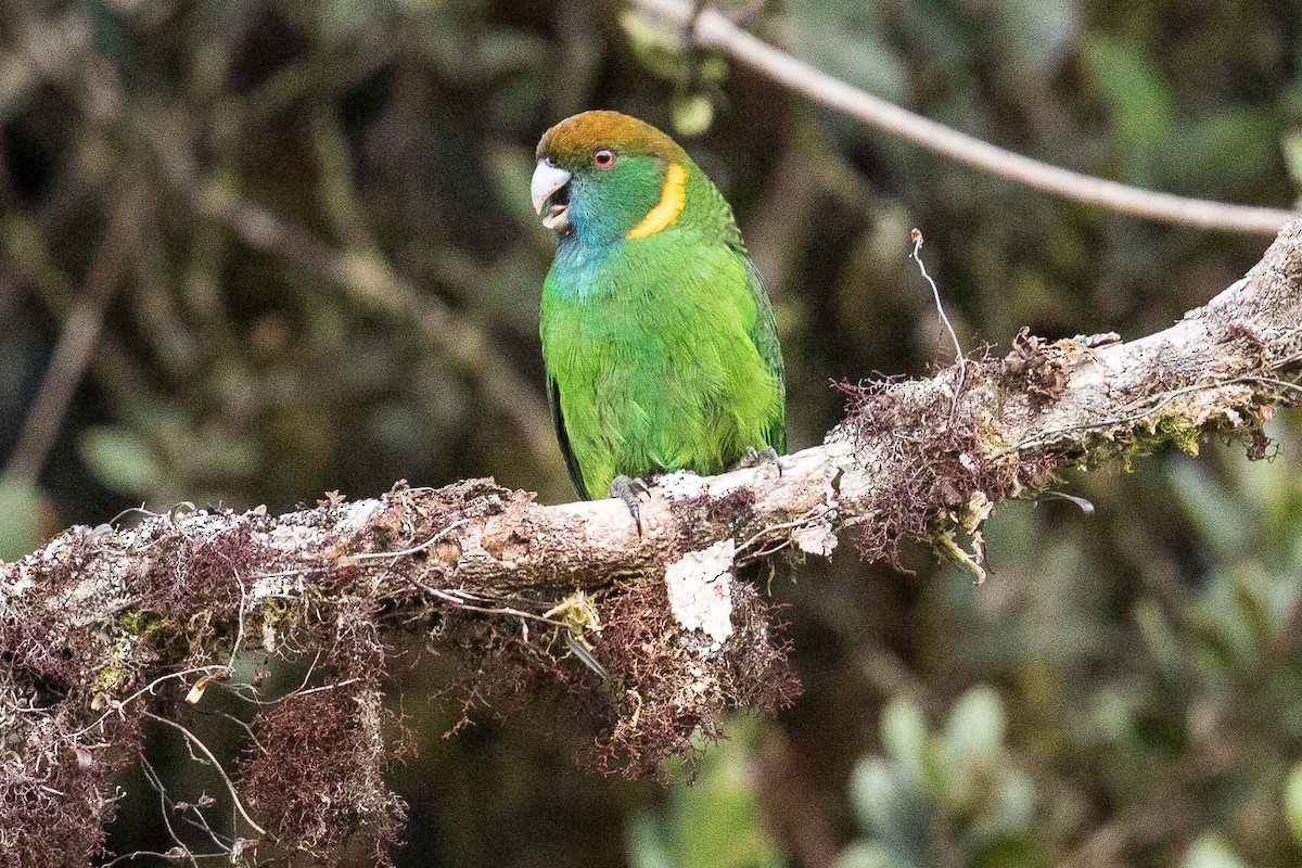 Painted Tiger-Parrot - ML187045521
