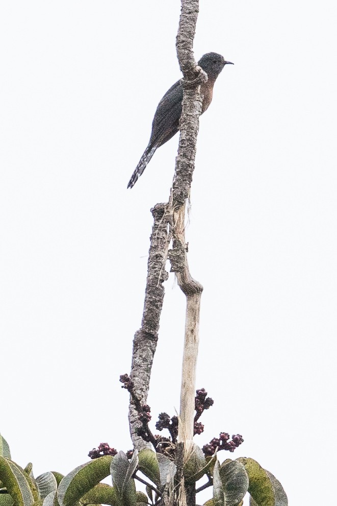 Fan-tailed Cuckoo - Eric VanderWerf