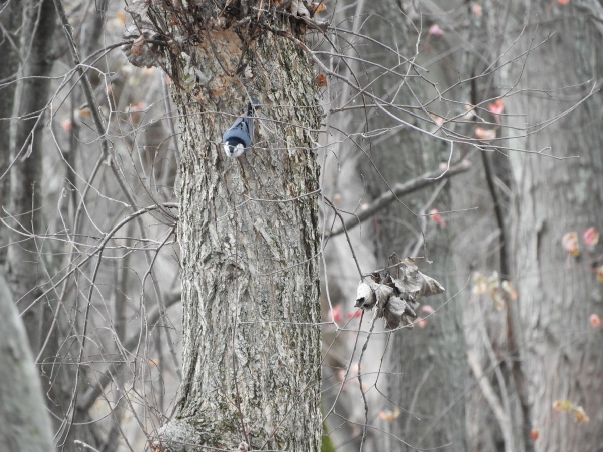 White-breasted Nuthatch - Max Carroll