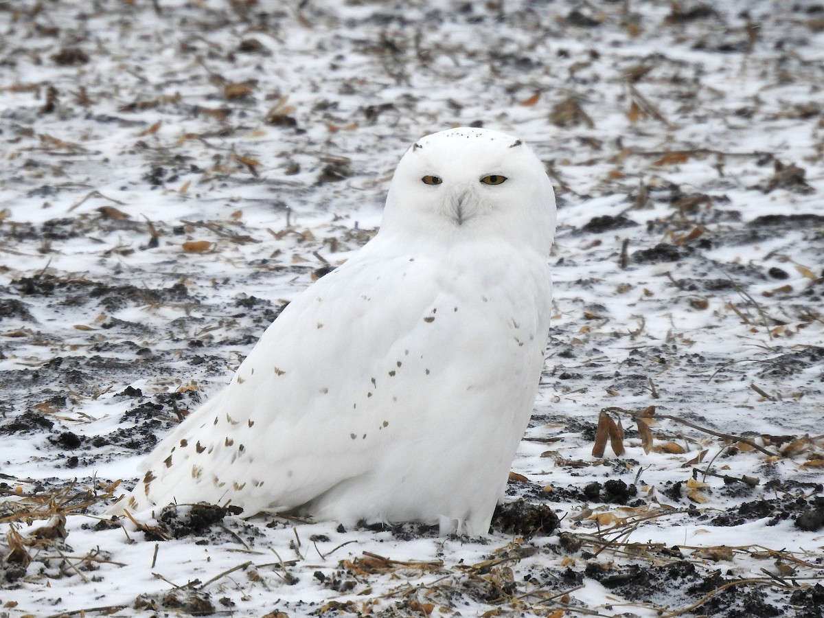 Snowy Owl - Dan Mason