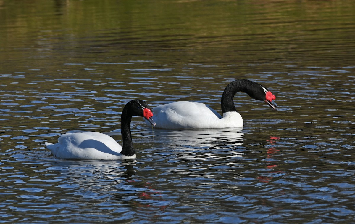 Black-necked Swan - ML187056431