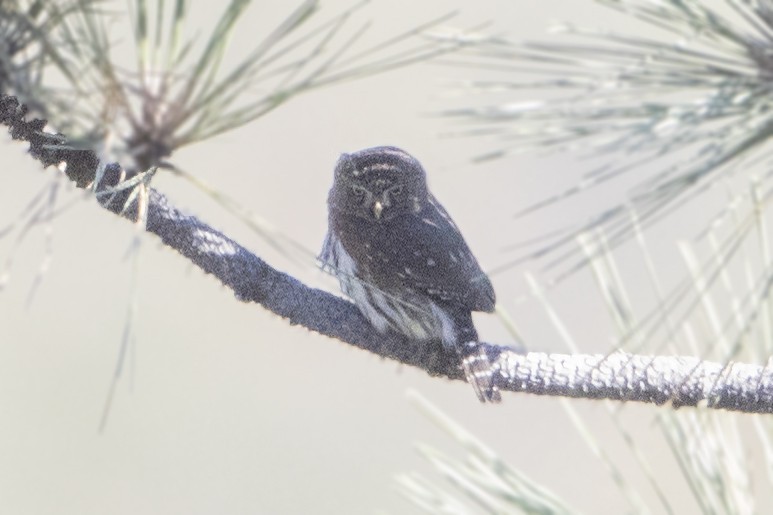 Northern Pygmy-Owl - ML187057921