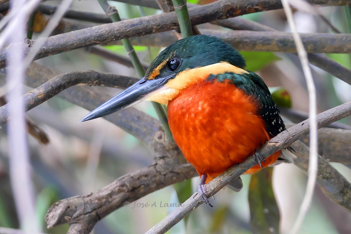 Green-and-rufous Kingfisher - Jose Antonio Lama