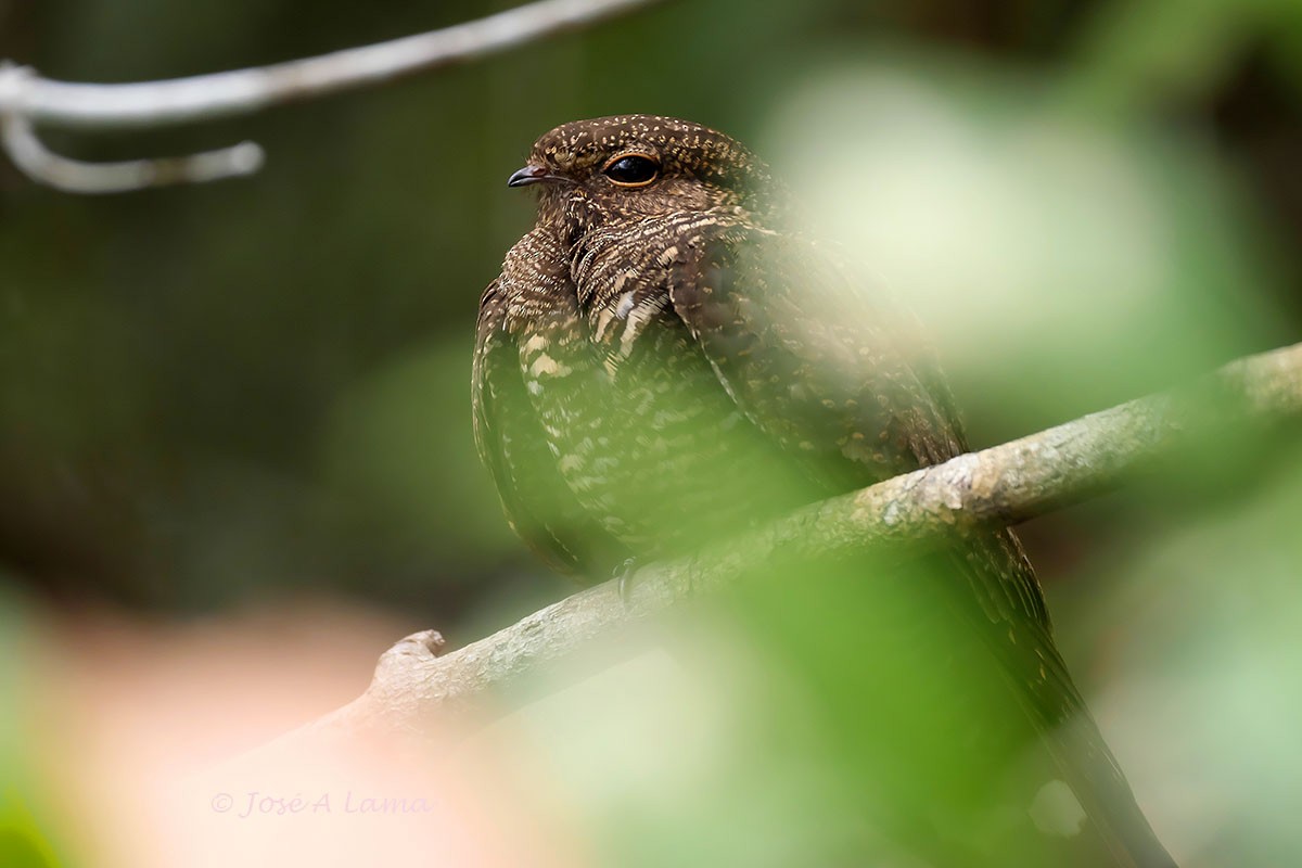 Band-tailed Nighthawk - Jose Antonio Lama