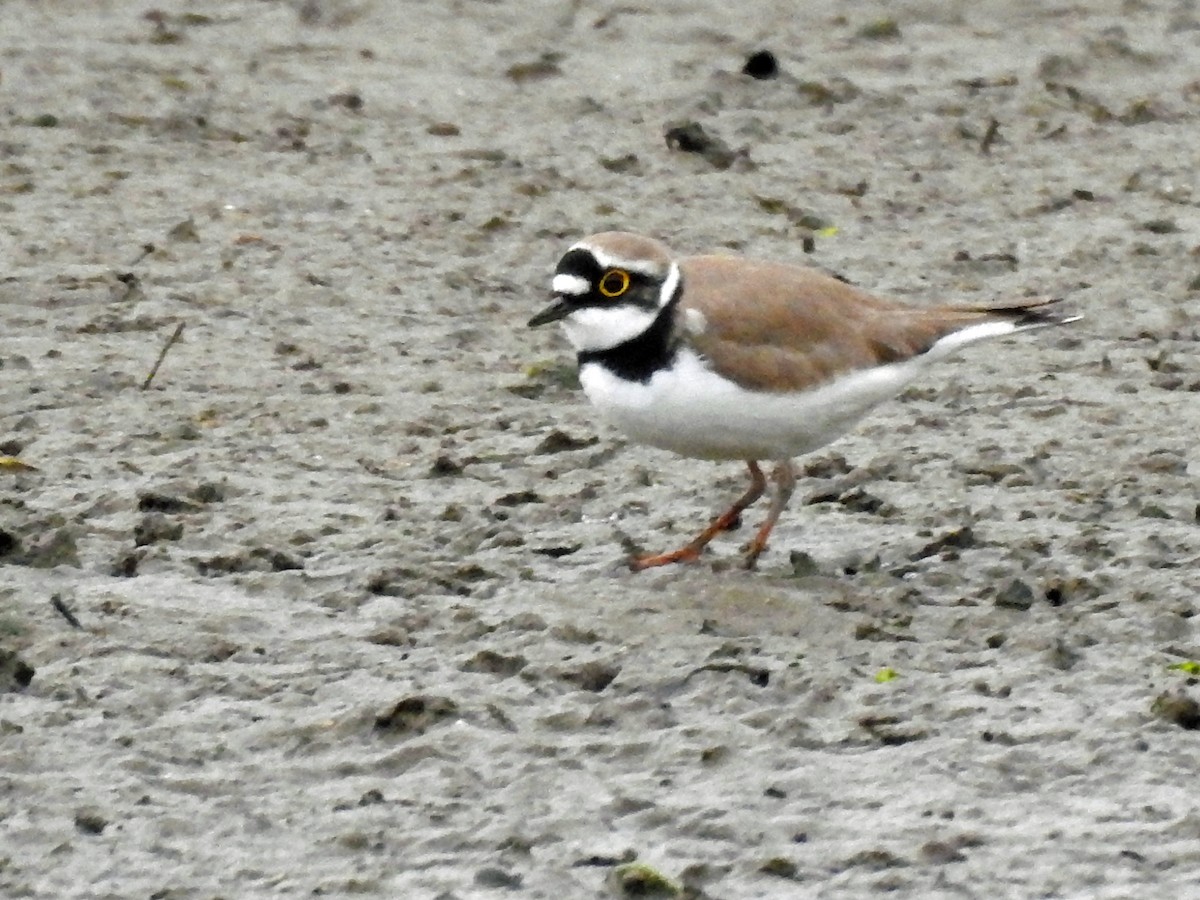 Little Ringed Plover - Brian Carruthers