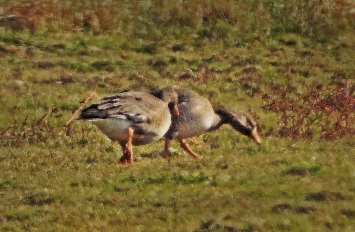 Greater White-fronted Goose (Greenland) - ML187061561