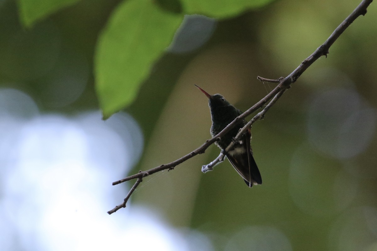 Blue-tailed Hummingbird - ML187063961