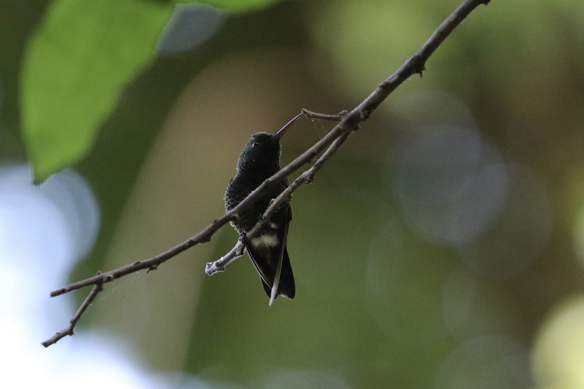 Blue-tailed Hummingbird - ML187063971