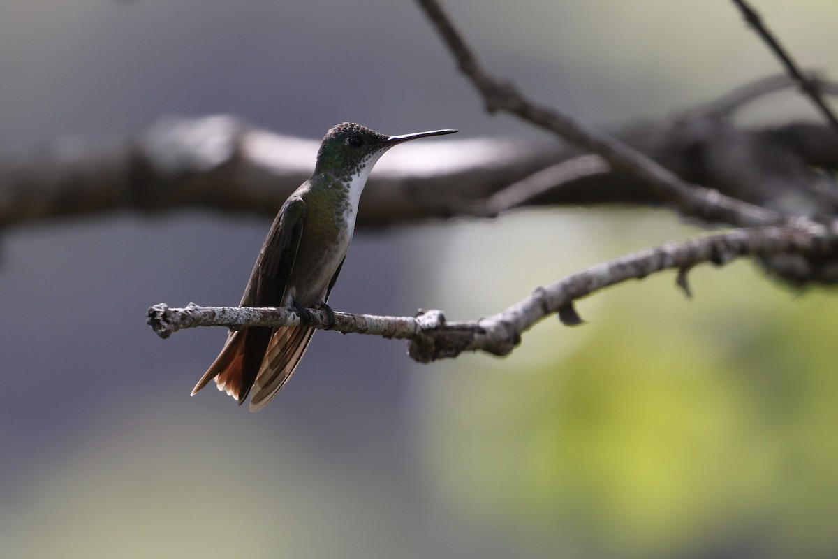 Azure-crowned Hummingbird - ML187070401
