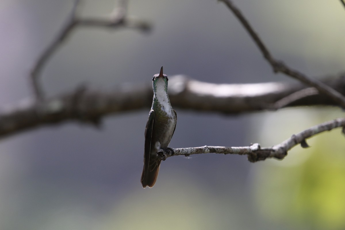 Azure-crowned Hummingbird - ML187070671