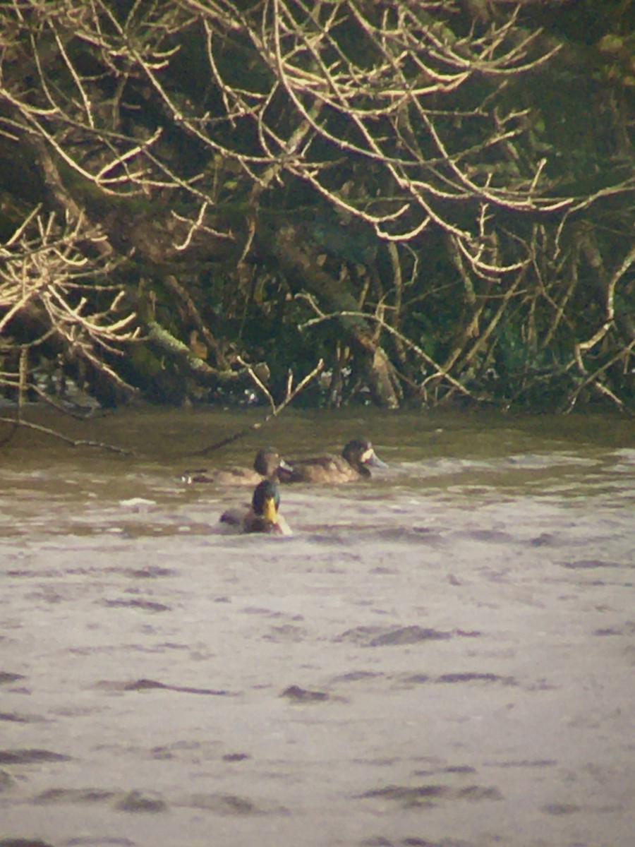 Greater Scaup - Toby Phelps