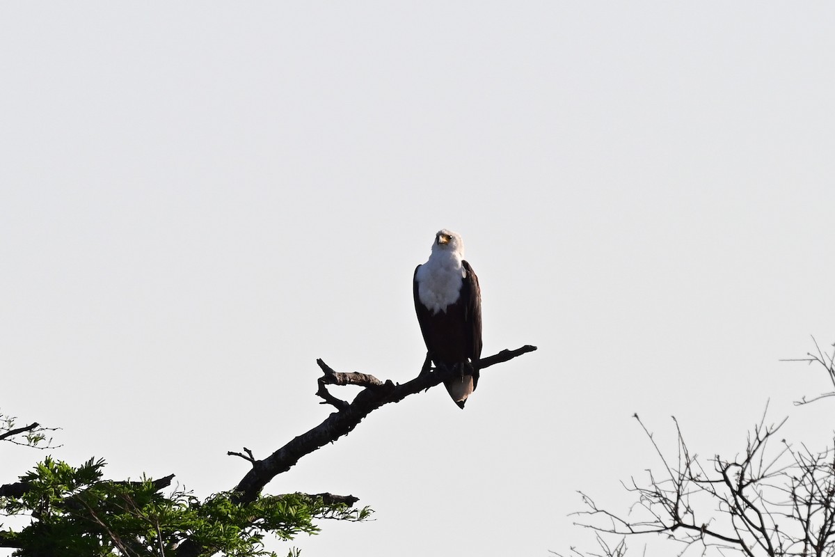 African Fish-Eagle - ML187075381
