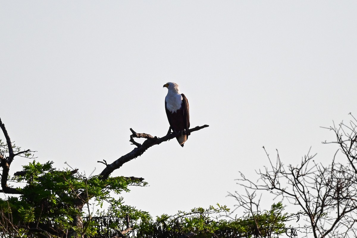 African Fish-Eagle - ML187075411